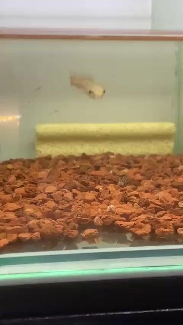 CÁ LÓC NỮ HOÀNG – FORM ĐẸP, MÀU CHUẨN, GIÁ CỰC TỐT. Mua bán Thú cưng khác tại Quận Bình Thạnh Tp Hồ Chí Minh được đăng bởi Hien hình 1