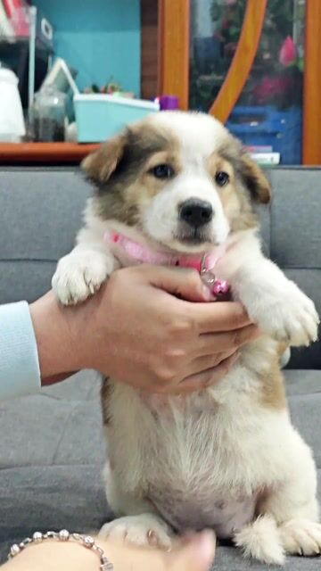 Bé gái Nhật lai có móng đeo khôn ngoan🥰. Mua bán Chó tại Huyện Hóc Môn Tp Hồ Chí Minh được đăng bởi Ánh Dương Pet hình 1
