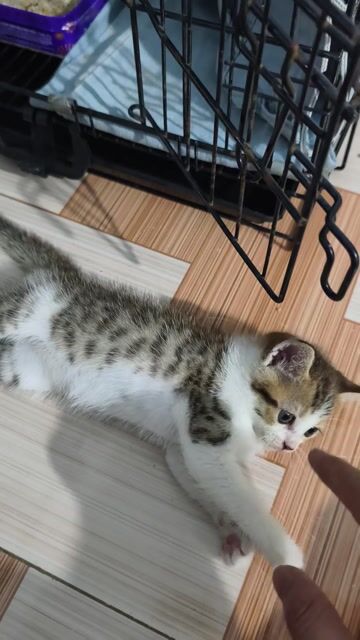 Mèo lai ALN 2 tháng tuổi. Mua bán Mèo tại Huyện Bến Lức Long An được đăng bởi Hoài Bảo hình 1