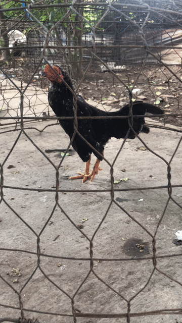 Gà tre đen 5 lạng gl cu gáy hoặc bán. Mua bán Gà tại Huyện Phong Điền Cần Thơ được đăng bởi Quốc Khiêm hình 1