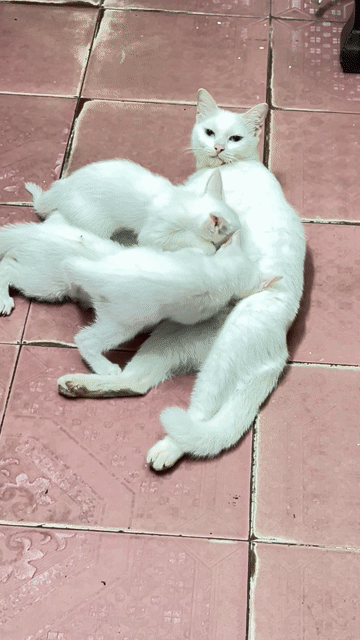 Mèo Trắng Cả Hai. Mua bán Mèo tại Huyện Gia Lâm Hà Nội được đăng bởi sóng biển hình 1