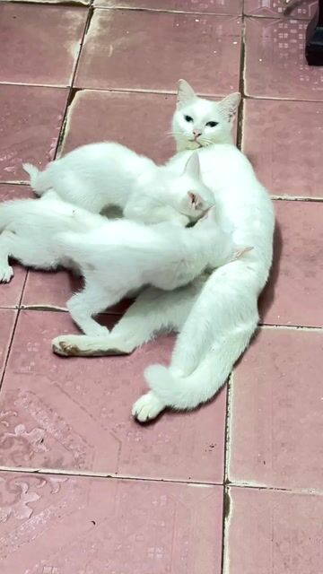 Mèo Trắng Cả Hai. Mua bán Mèo tại Huyện Gia Lâm Hà Nội được đăng bởi sóng biển hình 1