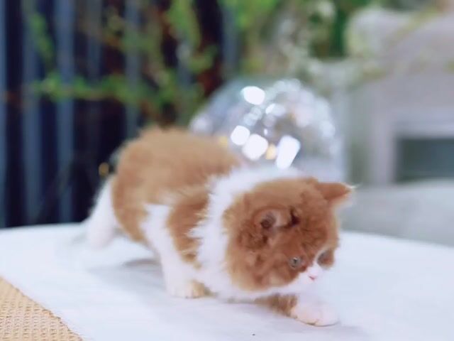 Mèo Anh Lông Dài Cinamon, Fawn siêu đáng yêu. Mua bán Mèo tại Thành phố Thủ Đức Tp Hồ Chí Minh được đăng bởi Âu Minh Huy hình 1