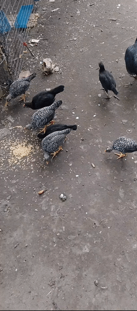 Gà giống đen xám trống mái. Mua bán Gà tại Huyện Bình Chánh Tp Hồ Chí Minh được đăng bởi Đình Bắc hình 1