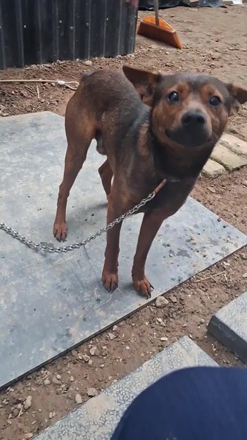 Chó đực 8 tháng. Mua bán Chó tại Thành phố Bắc Giang Bắc Giang được đăng bởi Trường Thành hình 1