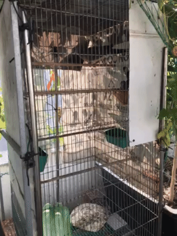 Chim cu gáy Malai đã đẻ 2 lứa. Mua bán Chim tại Quận Liên Chiểu Đà Nẵng được đăng bởi nguyenducgiang hình 1