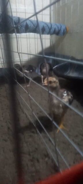 đàn gà gần 2 tháng. Mua bán Gà tại Quận Kiến An Hải Phòng được đăng bởi Xuân Trường hình 1