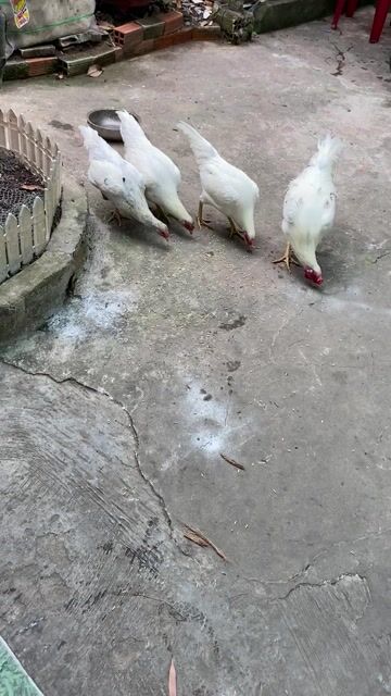 bướm vs úa tơ 6th!. Mua bán Gà tại Thành phố Rạch Giá Kiên Giang được đăng bởi Huỳnh Đăng hình 1