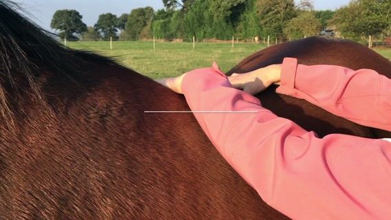 Ostheopathie animale