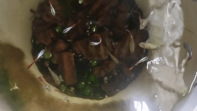 Cá bảy màu Nhà nuôi. Mua bán Thú cưng khác tại Quận Hà Đông Hà Nội được đăng bởi Quà Tặng Tri ÂN hình 1