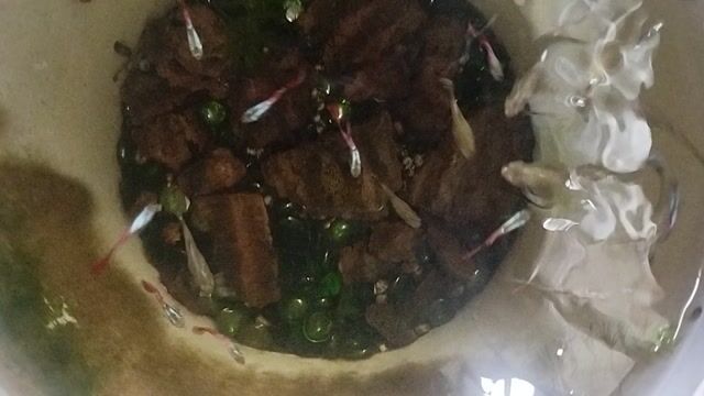 Cá bảy màu Nhà nuôi. Mua bán Thú cưng khác tại Quận Hà Đông Hà Nội được đăng bởi Quà Tặng Tri ÂN hình 1