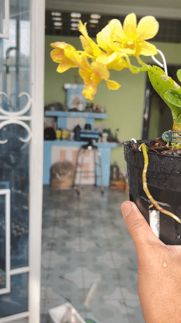 Hoa lan Vàng. Mua bán Cây cảnh, đồ trang trí tại Huyện Hóc Môn Tp Hồ Chí Minh được đăng bởi kiệt nguyễn sky canary shop HCM hình 1