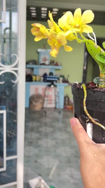 Hoa lan Vàng. Mua bán Cây cảnh, đồ trang trí tại Huyện Hóc Môn Tp Hồ Chí Minh được đăng bởi kiệt nguyễn sky canary shop HCM hình 1