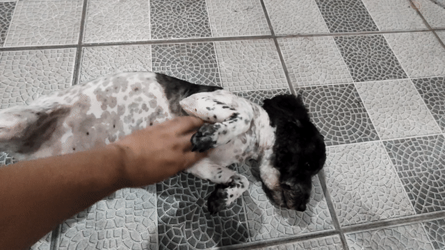 Chó Poodle đực 12 tháng. Mua bán Chó tại Huyện Nhơn Trạch Đồng Nai được đăng bởi Anh Đức hình 1