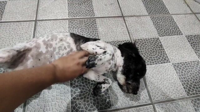 Chó Poodle đực 12 tháng. Mua bán Chó tại Huyện Nhơn Trạch Đồng Nai được đăng bởi Anh Đức hình 1