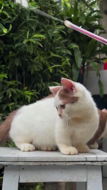 Mèo Bi/Van Cinamon chân ngắn cái nhà trồng. Mua bán Mèo tại Huyện Thanh Trì Hà Nội được đăng bởi Nguyễn Tuấn hình 1