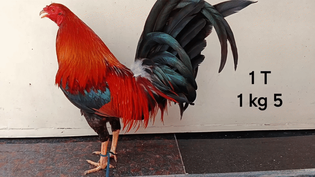 Gà chọi trống 1.5kg Đỏ Đen Xanh. Mua bán Gà tại Quận Gò Vấp Tp Hồ Chí Minh được đăng bởi nam gà tre  hình 1