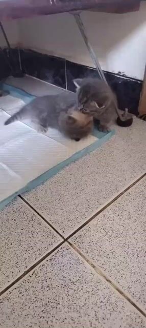 Chân lùn đáng iu. Mua bán Mèo tại Quận 10 Tp Hồ Chí Minh được đăng bởi Minh Tien hình 1