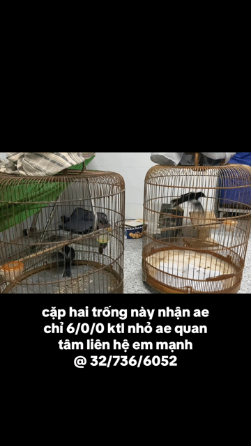 Chim cảnh trống 2 con. Mua bán Chim tại Thành phố Dĩ An Bình Dương được đăng bởi Trần lê duy mạnh hình 1