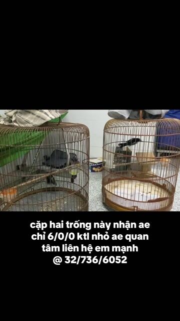 Chim cảnh trống 2 con. Mua bán Chim tại Thành phố Dĩ An Bình Dương được đăng bởi Trần lê duy mạnh hình 1