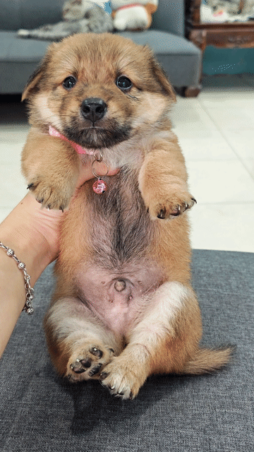 Trai Nhật lai vàng đẹp cưng quá 😍🐾. Mua bán Chó tại Huyện Hóc Môn Tp Hồ Chí Minh được đăng bởi Ánh Dương Pet hình 1