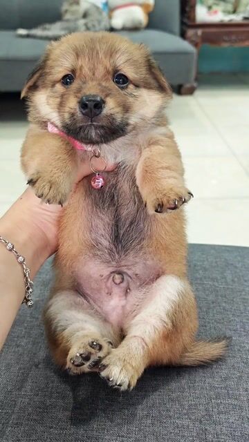 Trai Nhật lai vàng đẹp cưng quá 😍🐾. Mua bán Chó tại Huyện Hóc Môn Tp Hồ Chí Minh được đăng bởi Ánh Dương Pet hình 1