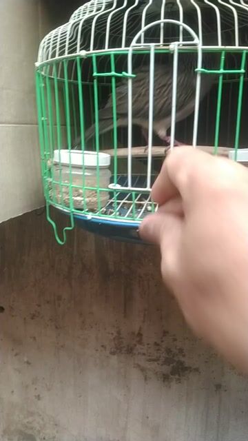 Chim Cu khách Malay Xám Nâu đã thuần. Mua bán Chim tại Thành phố Thuận An Bình Dương được đăng bởi Vinh hình 1