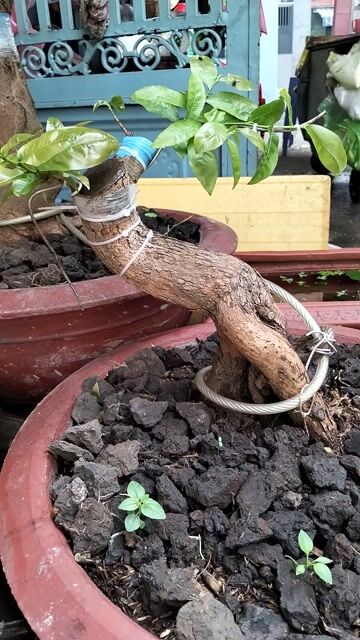 Mai tứ quý Bonsai cao 40cm. Mua bán Cây cảnh, đồ trang trí tại Quận Tân Bình Tp Hồ Chí Minh được đăng bởi Notorius hình 1