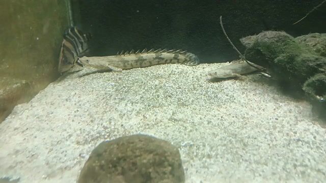 Cá Cửu sừng hoàng đế 22cm. Mua bán Thú cưng khác tại Quận 7 Tp Hồ Chí Minh được đăng bởi Shop Tại Gia hình 1