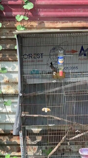 Chim mồi 3 mùa dạn người. Mua bán Chim tại Quận 12 Tp Hồ Chí Minh được đăng bởi hiếu hình 1