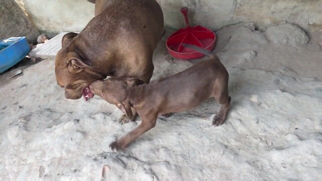 Chó Bull mẹ gần 3 tuổi. Mua bán Chó tại Huyện Châu Thành Tây Ninh được đăng bởi Sang Nguyen hình 1