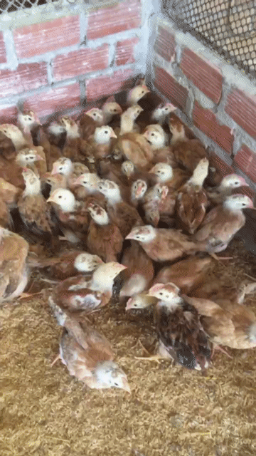 Gà giống 1 tháng tuổi khỏe mạnh đã tiêm. Mua bán Gà tại Huyện Xuân Lộc Đồng Nai được đăng bởi Bán gà ta giống  hình 1
