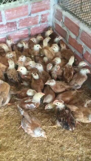 Gà giống 1 tháng tuổi khỏe mạnh đã tiêm. Mua bán Gà tại Huyện Xuân Lộc Đồng Nai được đăng bởi Bán gà ta giống  hình 1