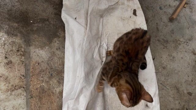 Mèo Bengal cái 10 tháng nâu đốm. Mua bán Mèo tại Huyện Thanh Oai Hà Nội được đăng bởi shop đất thường tín hình 1