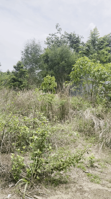 Mua bán Đất Thị xã Bình Long Bình Phước diện tích 198.6999 m² giá 530 triệu