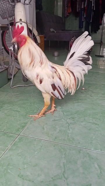 1k450 chơi liền