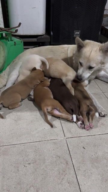 Chó ta nhiều màu đực cái. Mua bán Chó tại Quận 8 Tp Hồ Chí Minh được đăng bởi chị Lành hình 1