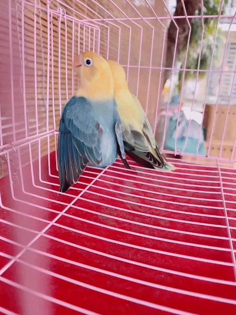 Cặp Lovebird 4 tháng khoẻ mạnh. Mua bán Chim tại Quận Bình Tân Tp Hồ Chí Minh được đăng bởi Tiên hình 1