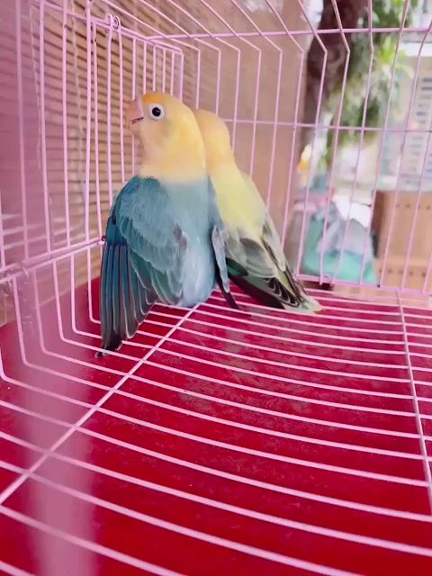 Cặp Lovebird 4 tháng khoẻ mạnh. Mua bán Chim tại Quận Bình Tân Tp Hồ Chí Minh được đăng bởi Tiên hình 1