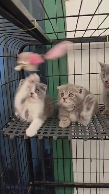 Ngoannn xinhhh iu tìm ng thương ạ😘. Mua bán Mèo tại Quận 11 Tp Hồ Chí Minh được đăng bởi Ngọc Ngọc Meow hình 1