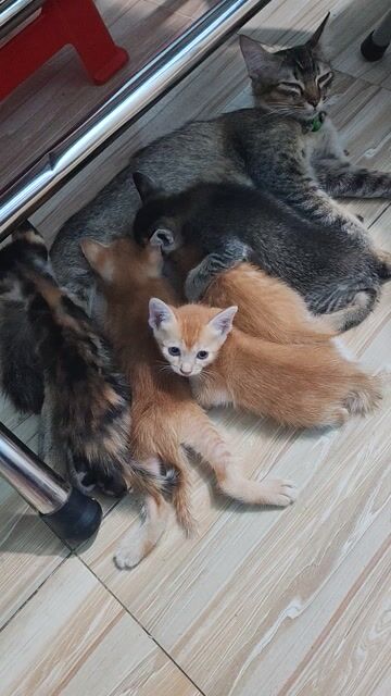 Mèo Đa sắc 2 tháng. Mua bán Mèo tại Huyện Bắc Tân Uyên Bình Dương được đăng bởi HUE Huong hình 1
