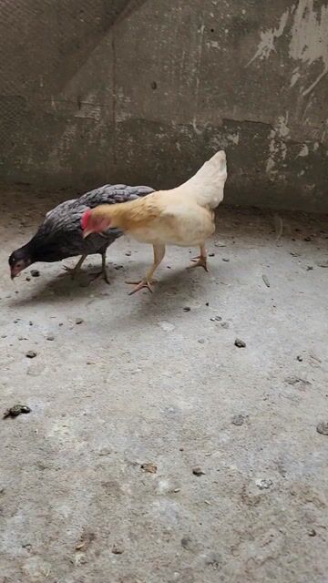 Gà tre bắc. Mua bán Gà tại Huyện Phú Xuyên Hà Nội được đăng bởi thích đủ thứ hình 1