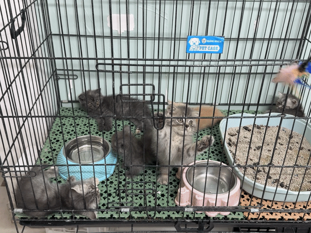 Mèo anh xinh từ 1,5 chẹo. Mua bán Mèo tại Thành phố Thủ Đức Tp Hồ Chí Minh được đăng bởi Viet Meow 233a Dương Đình Hội Q9 hình 1