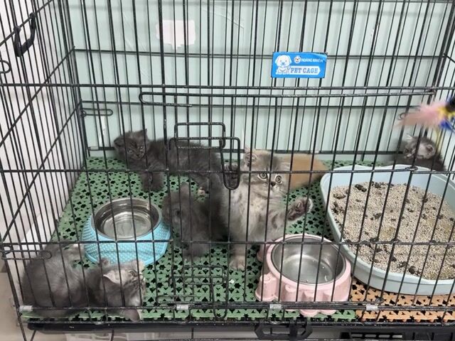 Mèo anh xinh từ 1,5 chẹo. Mua bán Mèo tại Thành phố Thủ Đức Tp Hồ Chí Minh được đăng bởi Viet Meow 233a Dương Đình Hội Q9 hình 1
