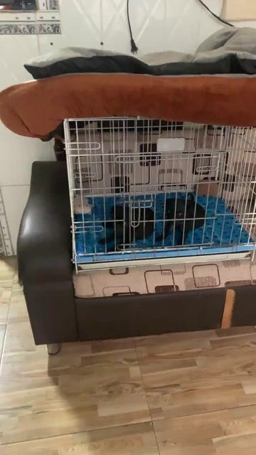 Chó Pug Đen Đực Cái 50 ngày đã tiêm. Mua bán Chó tại Quận Bình Tân Tp Hồ Chí Minh được đăng bởi Trần thị thiên Hương hình 1