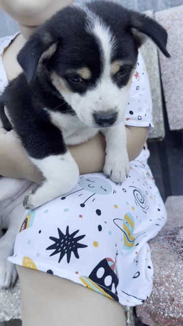 Chó ta đen trắng. Mua bán Chó tại Huyện Phước Long Bạc Liêu được đăng bởi Hồ Như Chúc hình 1