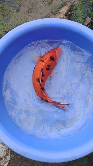 Cá Koi F1 Đa sắc 40-45cm. Mua bán Thú cưng khác tại Quận Bình Tân Tp Hồ Chí Minh được đăng bởi trân phúc hình 1