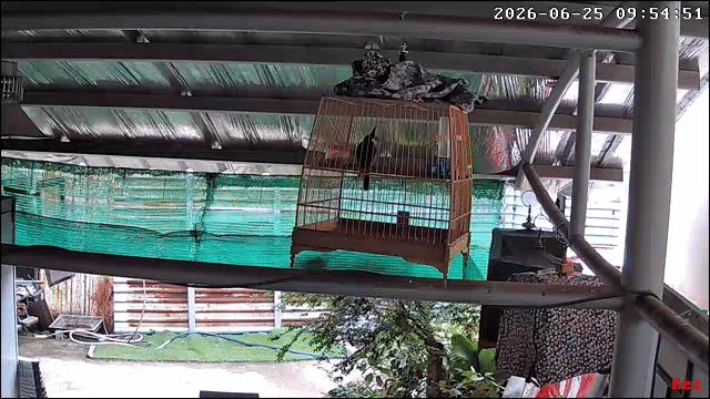 Chim chào mào trống. Mua bán Chim tại Quận Tân Bình Tp Hồ Chí Minh được đăng bởi Chim cảnh hình 1