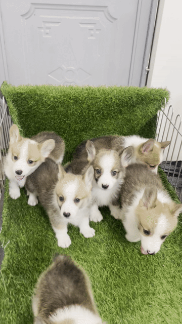 Chó Corgi đực cái 2 tháng tuổi. Mua bán Chó tại Huyện Thanh Trì Hà Nội được đăng bởi Nguyễn Longg hình 1