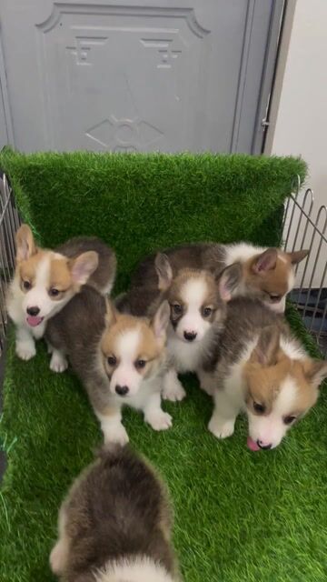 Chó Corgi đực cái 2 tháng tuổi. Mua bán Chó tại Huyện Thanh Trì Hà Nội được đăng bởi Nguyễn Longg hình 1